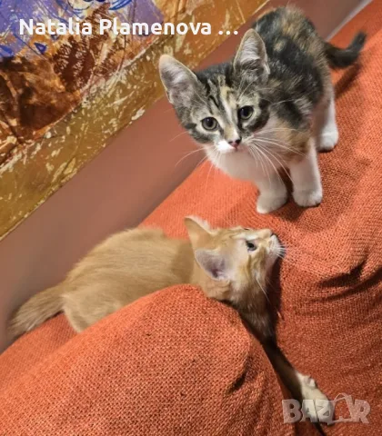 Супер гальовни котета!!!, снимка 5 - Британска късокосместа - 54821461