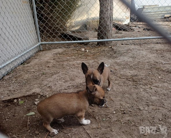 Чистокръвни мини чихуахуа , снимка 6 - Чихуахуа - 53921226