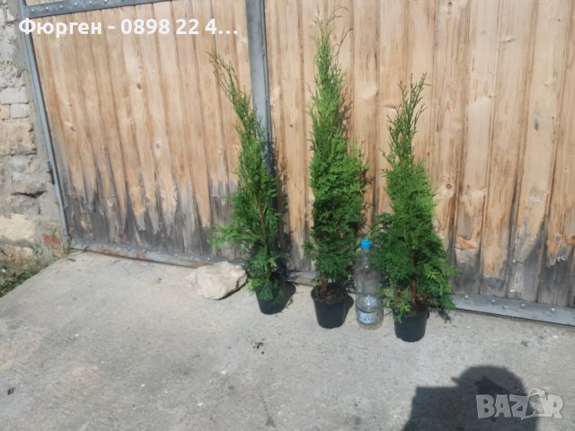 Западна туя Фастигиата Thuja occidentalis Fastigiata , снимка 5 - Разсади - 38067314