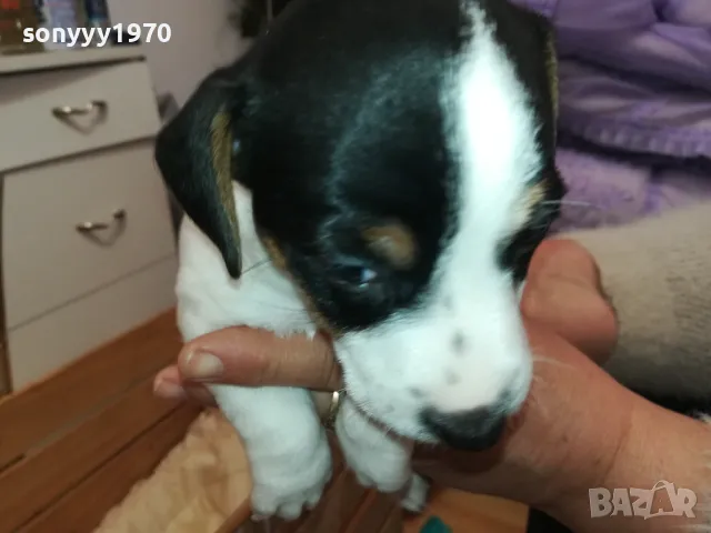джакчета-сладурковци родени на 191224г-250лв за едно 2901250655, снимка 9 - Джак ръсел териер - 48873052
