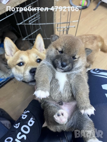 Шиба Ину Кученца