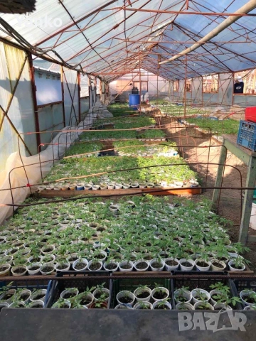 Продавам разсад домати и краставици, снимка 3 - Разсади - 54298147