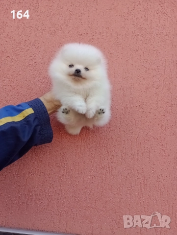 Чисто бяло момченце. Померан.