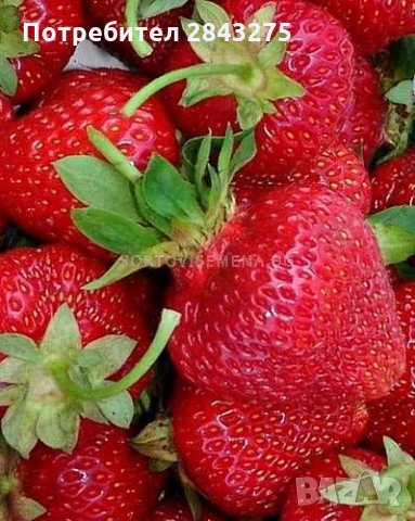 продавам расад ягоди и малини, снимка 4 - Сортови семена и луковици - 30693493