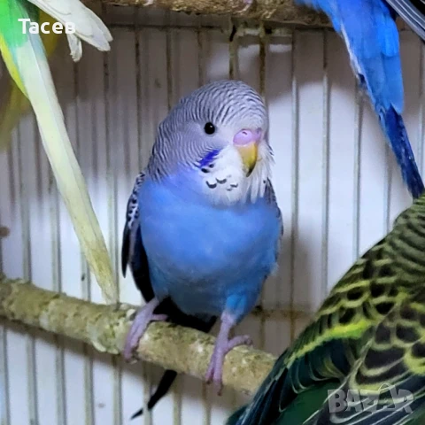 Вълнисти папагали