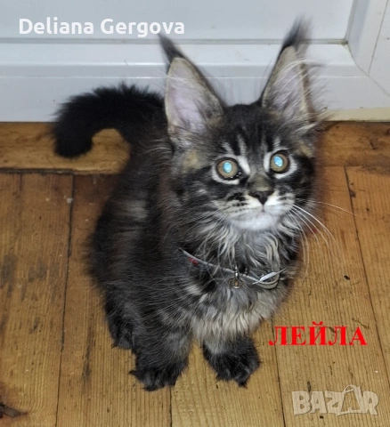 Котета Мейн кун, снимка 2 - Мейн кун - 53102328