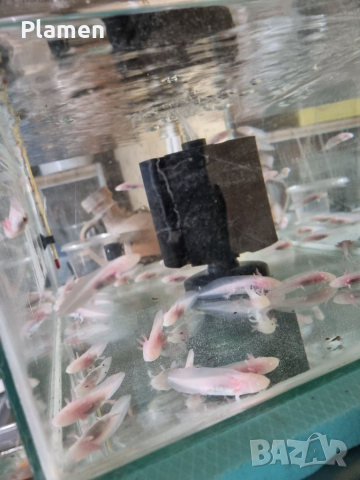 Продавам аксолотл (мексикански амбистоми) бебета и възрастни, снимка 5 - Рибки - 36096524