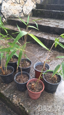 Продавам растения студоустойчив бамбук, снимка 3 - Градински цветя и растения - 54007138
