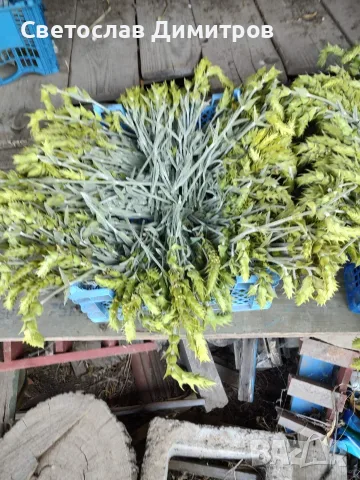 Продавам мурсалски чай