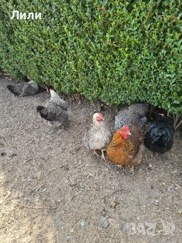 Домашни яйца от щастливи кокошки, снимка 2 - Домашни продукти - 51633528