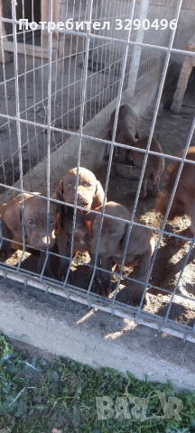 Малки курцхаари 