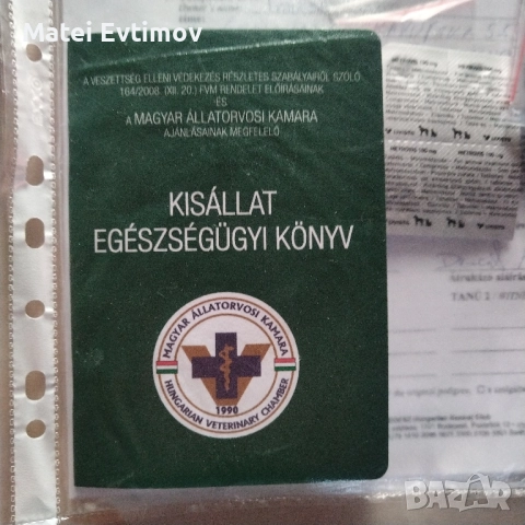 чистокръвен Дакел, снимка 6 - Дакели - 52460226