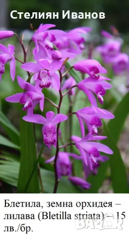 Блетила, земна орхидея – лилава (Bletilla striata) - коренище, снимка 2 - Сортови семена и луковици - 49326768