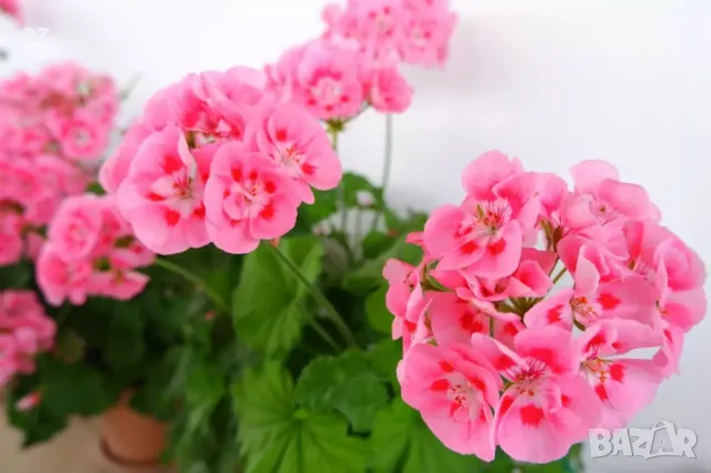 Мушкато Бългаско, снимка 3 - Стайни растения - 49927171