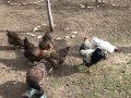 Уникални КАТУНСКИ кокошки , снимка 10