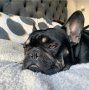 Френски Булдог , снимка 4
