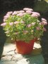 Дебелата Мара-билка цвете, снимка 1 - Градински цветя и растения - 36732150