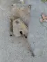 Страница за карнобатска фреза , снимка 18