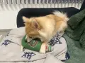 Млада и игрива, страхотна занимавка ваксини  женско казва се теа  Немски шпиц, снимка 3