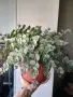 Седум Сиеболди, Sedum sieboldii, снимка 1