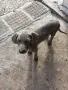 Кученца ваймаранер, снимка 7