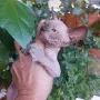 Котка порода сфинкс, снимка 3