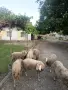 агнета и една овца , снимка 2