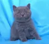 Чистокръвни Британски късокосмести котенца, снимка 5
