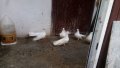 Бели гълъби старозагорски, снимка 6