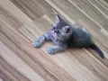 Персийчета момче момиче, снимка 6