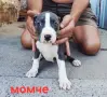 Pitbul-Питбул-Pitbul, снимка 5