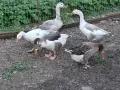 продавам гъски.., снимка 2