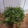 Градинска Винка Минор , снимка 10