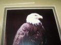 Подписана рамкирана художествена фотография на белоглав орел, снимка 4