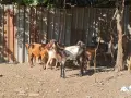 Продавам кози и ярета , снимка 8