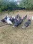 Свободни пуйки и пуяци, снимка 4