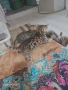 Бенгалски котенца – чистокръвни, снимка 1