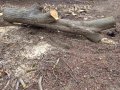Дървен материал орех / Ствол от орех / Дънер орех / Орехова дървесина, снимка 1