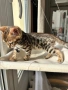 Бенгалска котка, снимка 4
