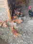 кокошки ломан браун , снимка 3