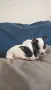 Продават се пинчери , снимка 2