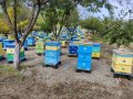Пчелни семейства кошери ., снимка 7