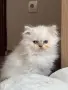 Персийско коте. , снимка 8
