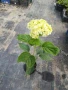 Хортензия, снимка 6
