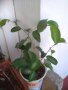 Фикус Бенджамина ( Ficus benjamina ) , снимка 15