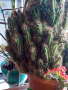 Огромен кактус скаличка, снимка 1 - Стайни растения - 36552295