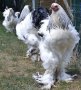Кокошки порода Jack Silver , снимка 1 - Кокошки и пуйки - 42361856