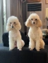 Мини пудели, женски, снимка 4
