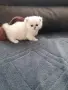 ТОП КОТЕНЦА НА ТОП ЦЕНА, снимка 7