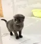 Шотландски клепоухи , снимка 4